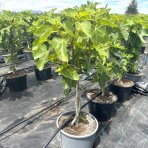 Figovník obyčajný (Ficus carica) ´DUO - BLACK AND WHITE´ - výška 70-90 cm, kont. C10L (-20°C)